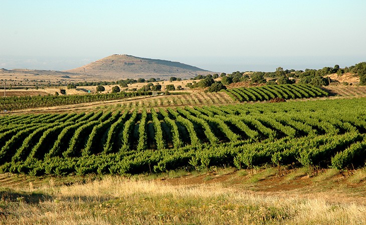 Israel Wines