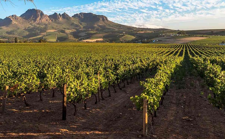 South Africa Wines